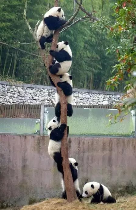 老外多爱猫咪,老外多爱中国