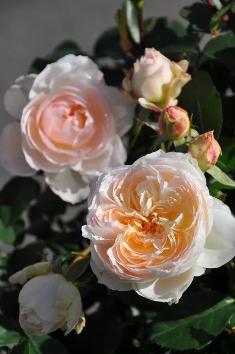 日本顶级微型月季,日本顶级盆栽大师