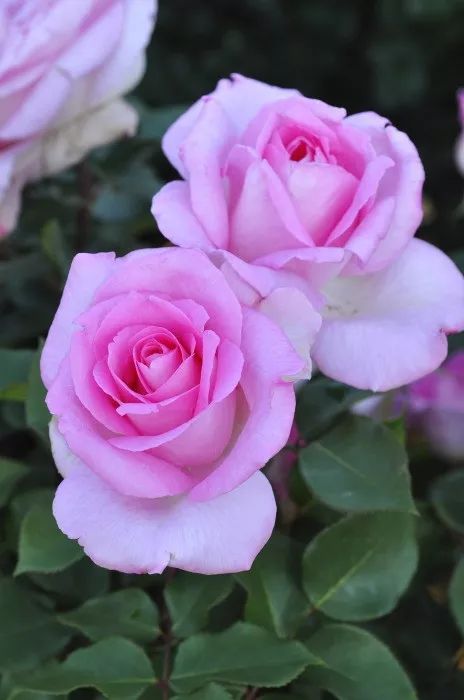 日本大师金奖盆栽,日本月季盆景大师