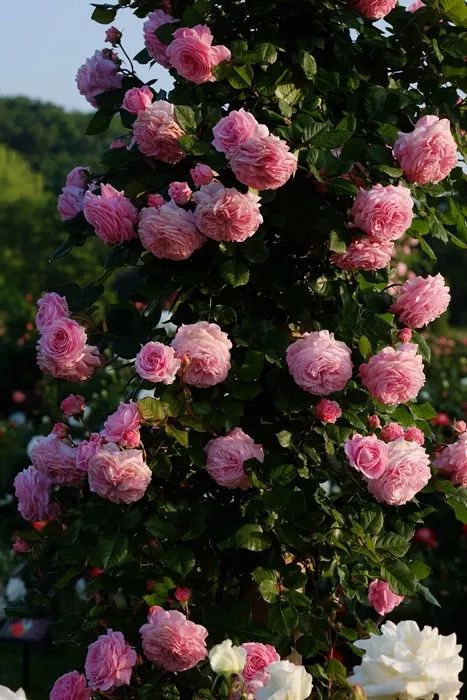 日本大师金奖盆栽,日本月季盆景大师