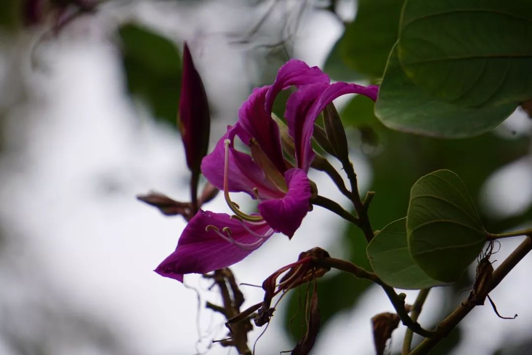 华南植物园吉祥花图片,华南植物园禾雀花观赏时间