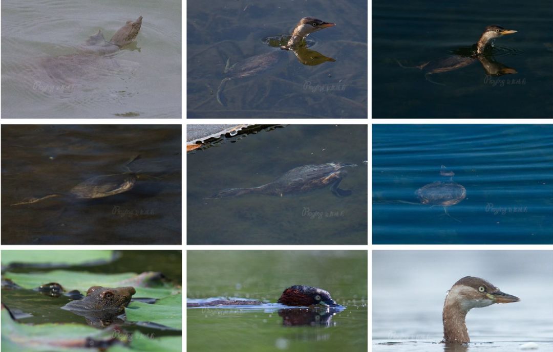 身边没有野生动物？也许是你不够慢
