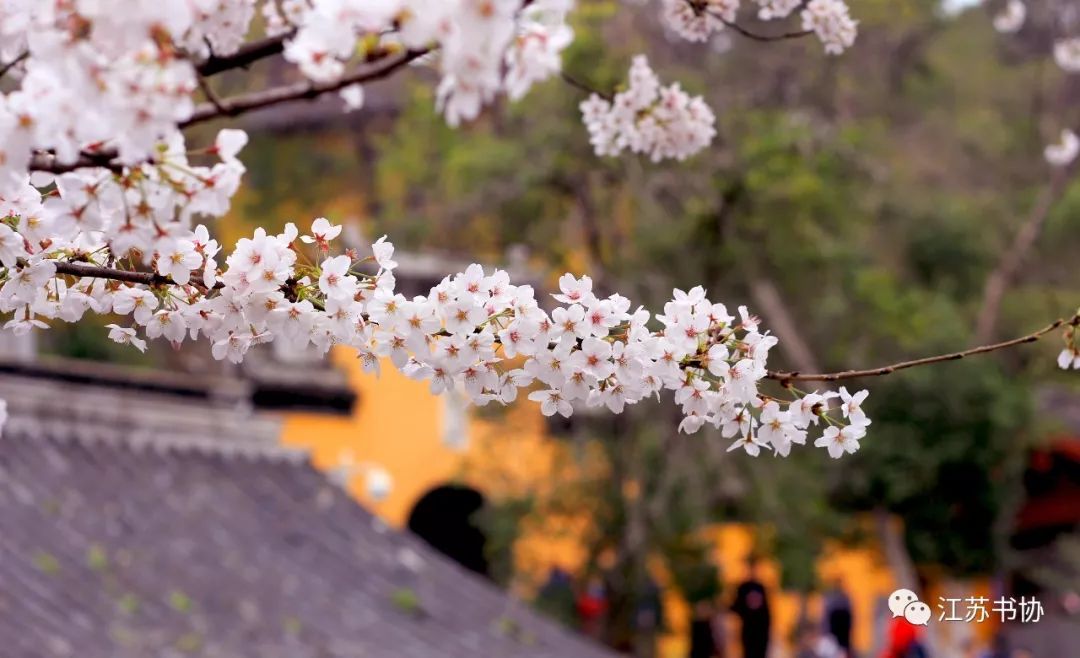 顾城的经典诗句感悟,顾城最经典的十首诗词