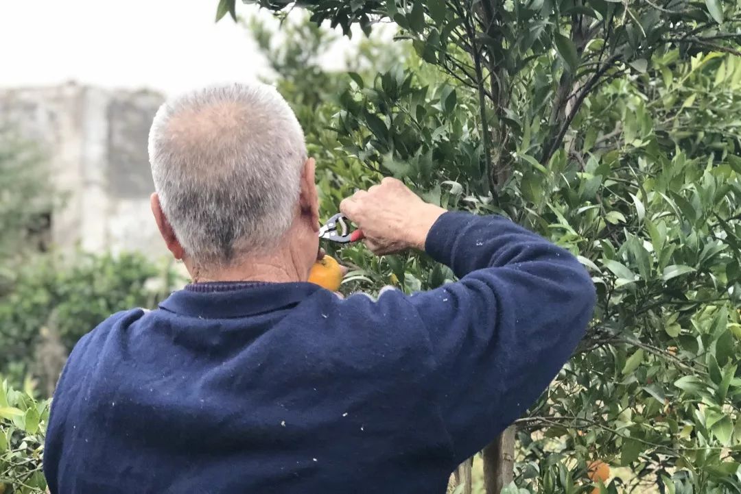 勐糯橙子又香又甜价格实惠,橙子很甜价格实惠