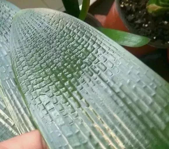 家里盆栽洋葱开花,洋葱盆栽开花