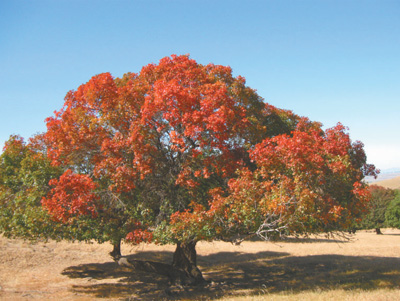 元宝枫照片,元宝枫视频