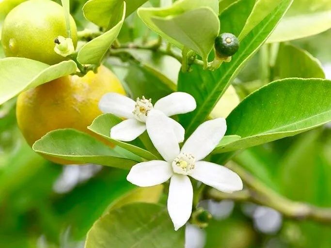 鏃ユ湰濂冲＋棣欐按鎺ㄨ崘钃濊壊鐡跺瓙,鏃ユ湰璇曠棣欐按