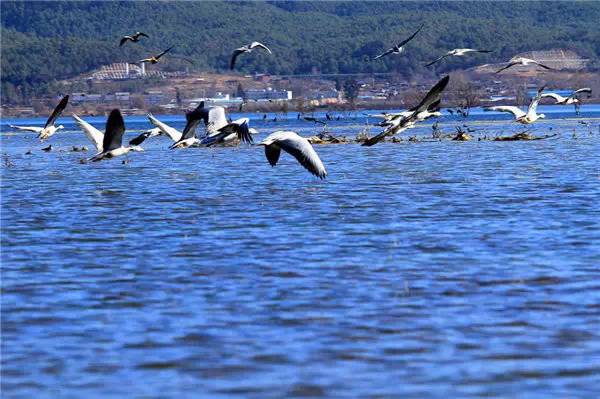 丽江开客栈靠什么吸引客源,在丽江开客栈都有哪些人