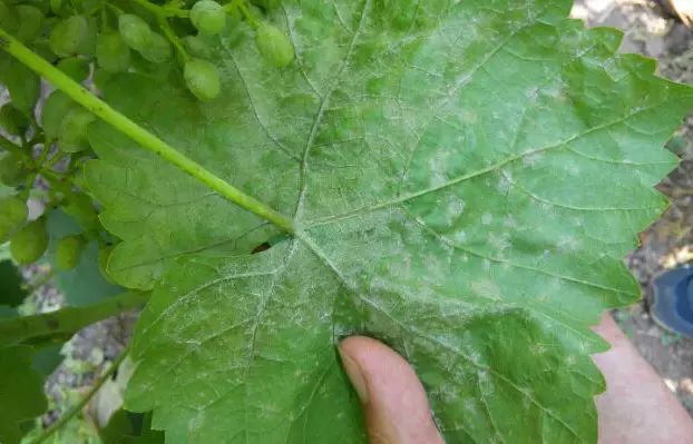矿物油可配什么农药杀虫,矿物油能和杀虫双水剂一起用么