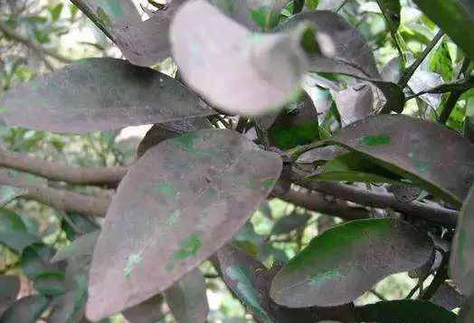 矿物油可配什么农药杀虫,矿物油能和杀虫双水剂一起用么