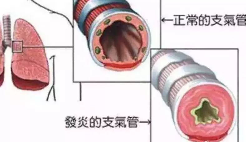 瑞士国宝大全,瑞士国宝