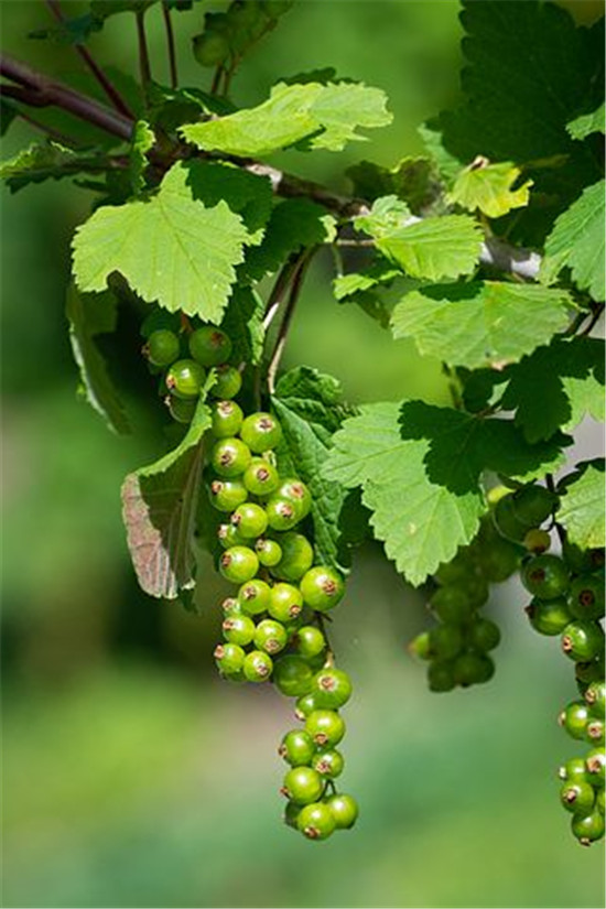 感冒了不知道吃什么好有什么推荐,一看就会的感冒中成药选择全攻略