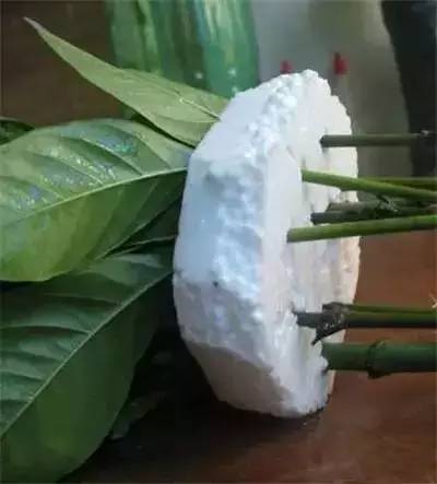 水插栀子花技术,水插栀子怎么移栽