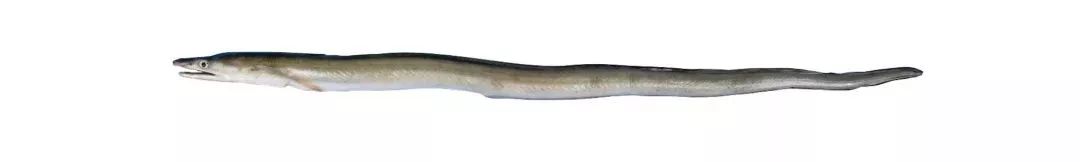 不认识这些海鲜，还敢说吃遍三亚？“三亚发布”能查海鲜限价哦～