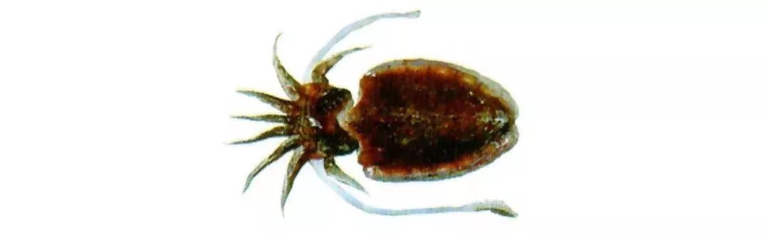 不认识这些海鲜，还敢说吃遍三亚？“三亚发布”能查海鲜限价哦～