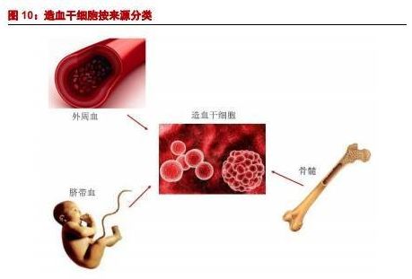 干细胞最全科普,造血干细胞移植后白细胞低原因