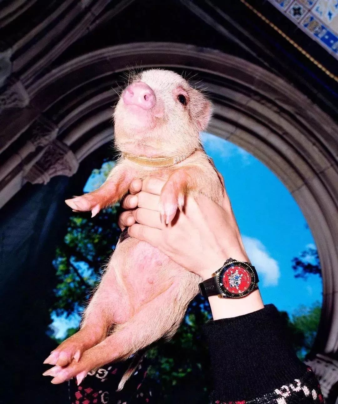 gucci猪年限量版,gucci三只小猪圆包