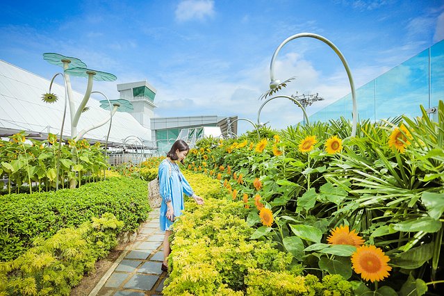 樟宜机场出境攻略,樟宜机场游玩攻略