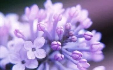 祖玛珑香水和圣罗兰哪个好,祖玛珑和圣罗兰香水哪个好点