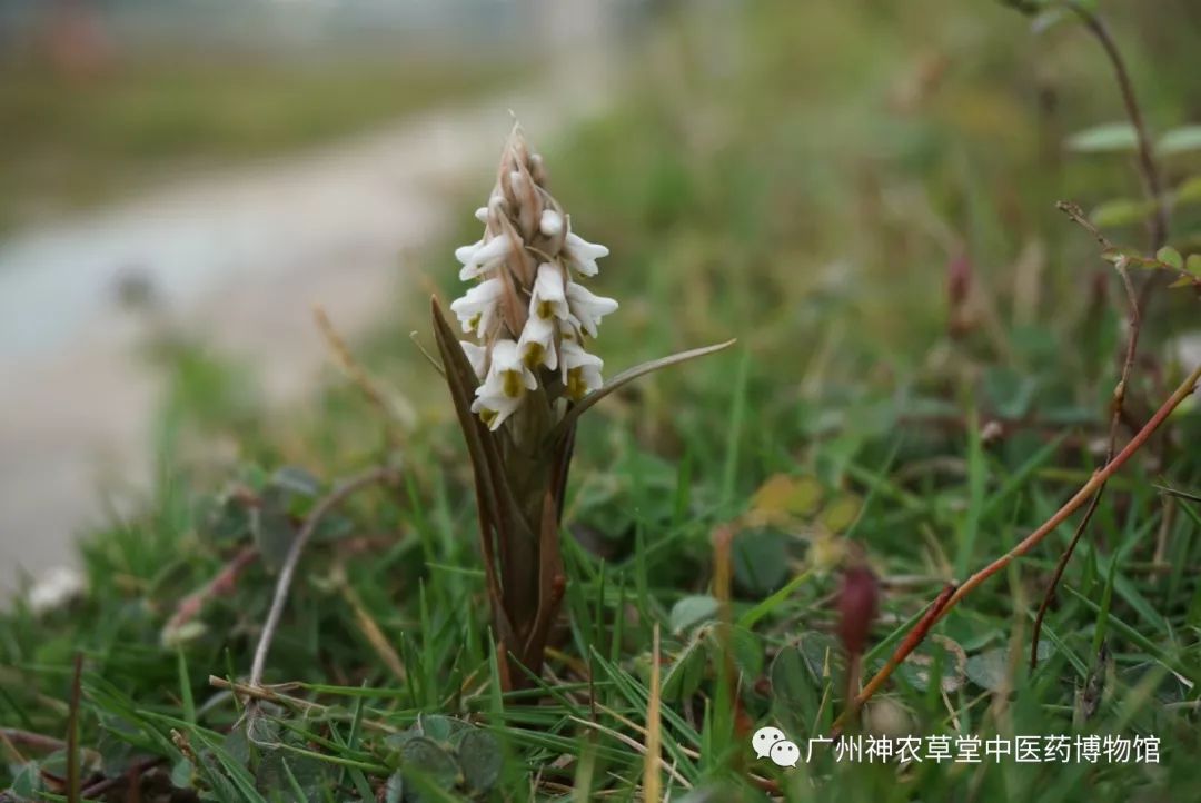 待春花烂漫赏樱花盛开,春花怒放等你来
