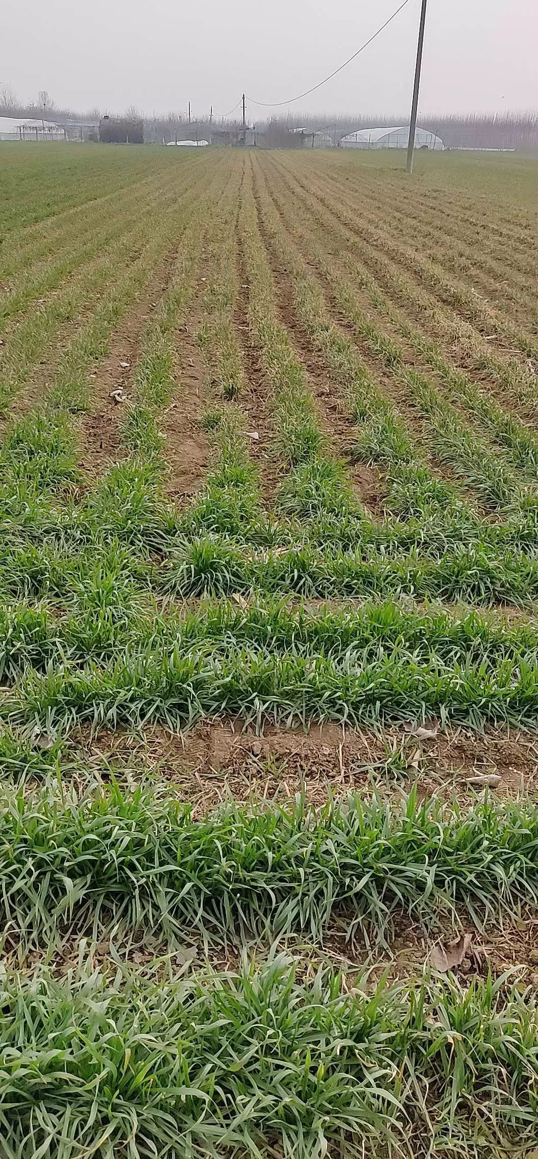 多地小麦出现发黄枯死现象,近期小麦发黄的原因怎么补救