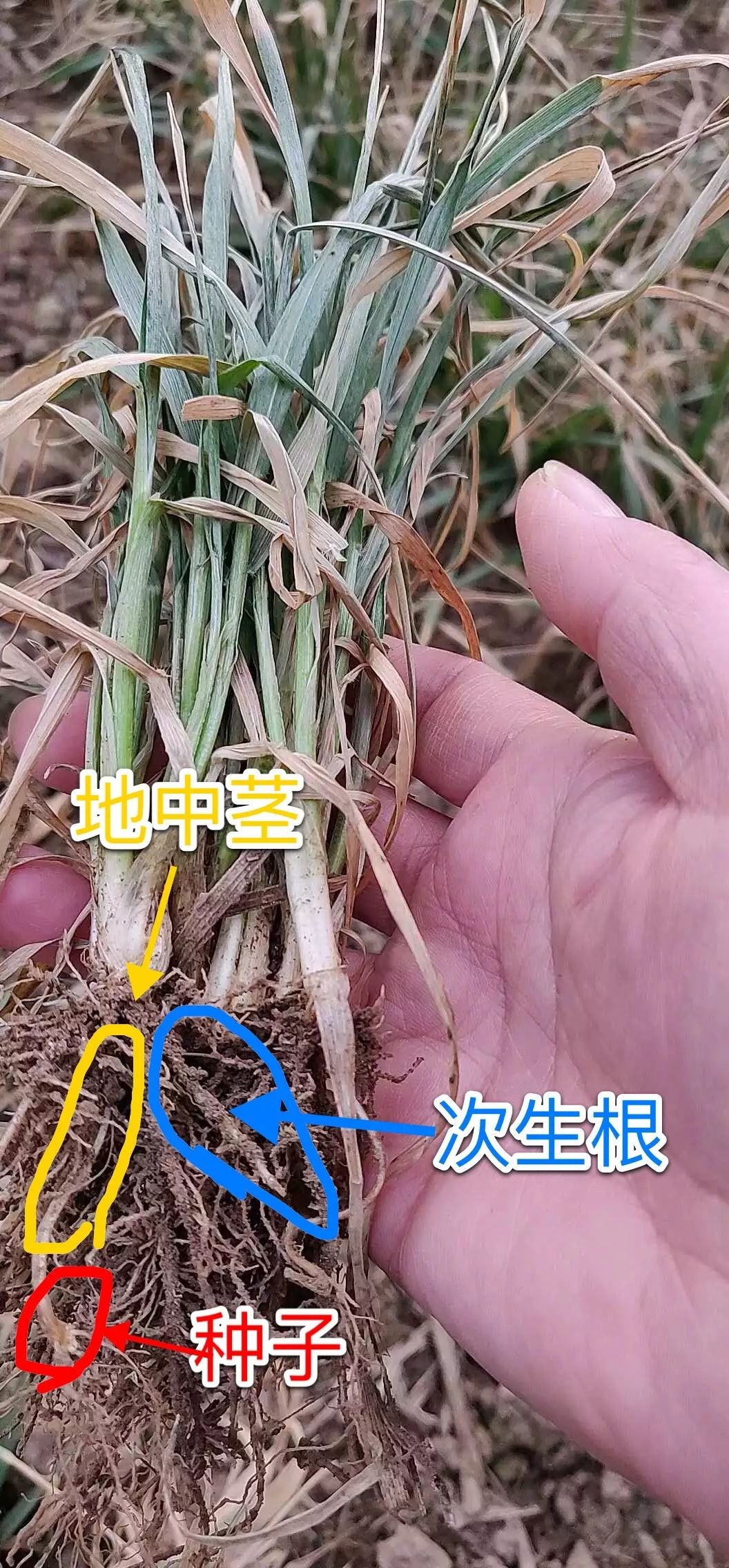 小麦最近发黄是什么原因造成,多地小麦出现发黄枯死现象