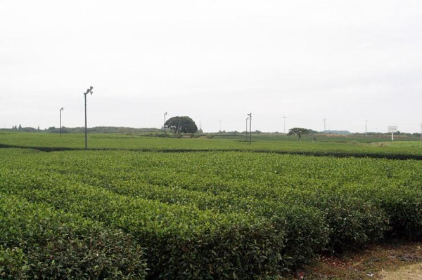济州岛自由行包车旅游攻略,济州岛一日游包车