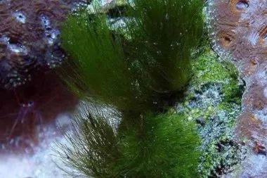 水产饲料成分说明,海水饲料