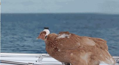 鸡头上装摄像头拍摄,鸡头摄像头拍摄视频