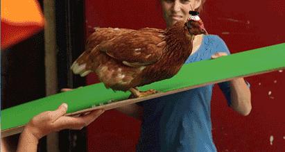 在鸡头装摄像头当稳定器,给鸡头安摄像头