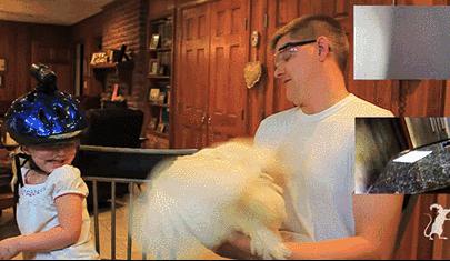 在鸡头装摄像头当稳定器,给鸡头安摄像头