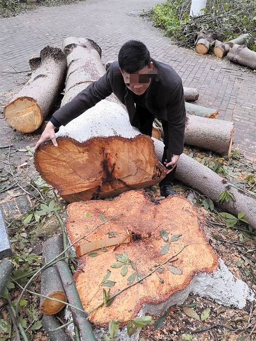 树都砍成桩好不好,小区树被物业砍伐怎么说有说服力