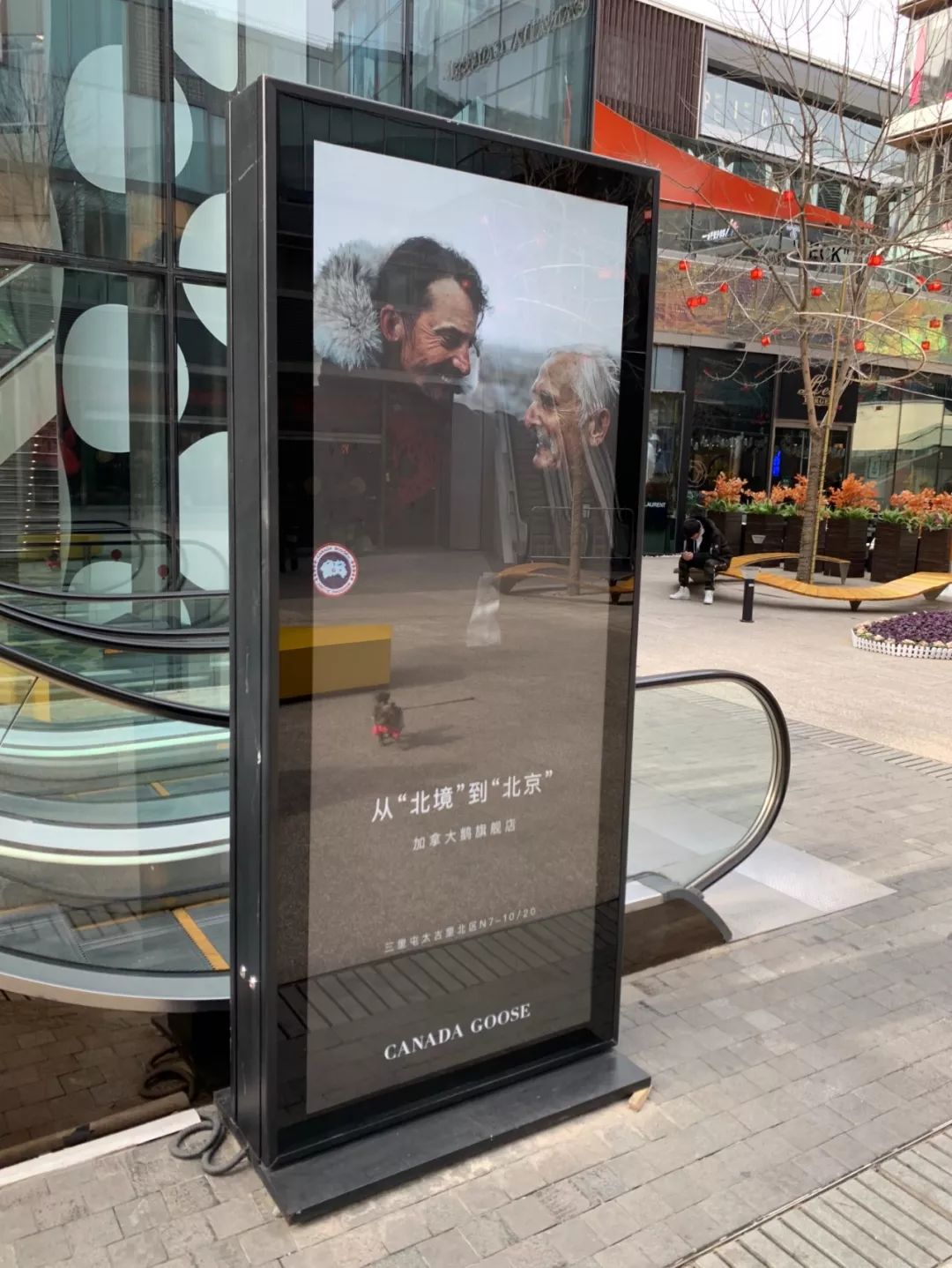 加拿大鹅遍布大街小巷,加拿大鹅北京街