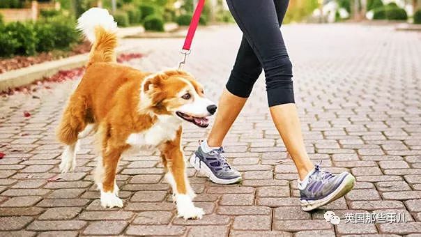 如何劝遛狗不铲屎的人铲屎,遛狗不铲屎有权打狗吗