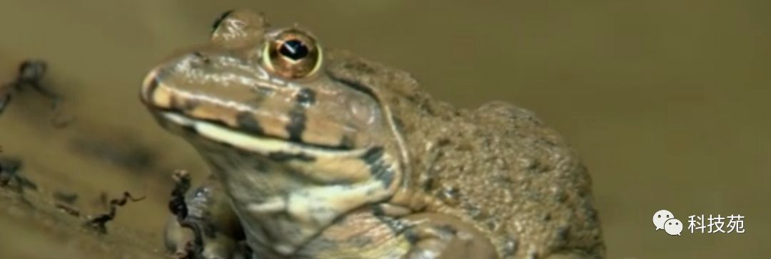 养一千只石蛙年收入多少,养2万只石蛙投资多少