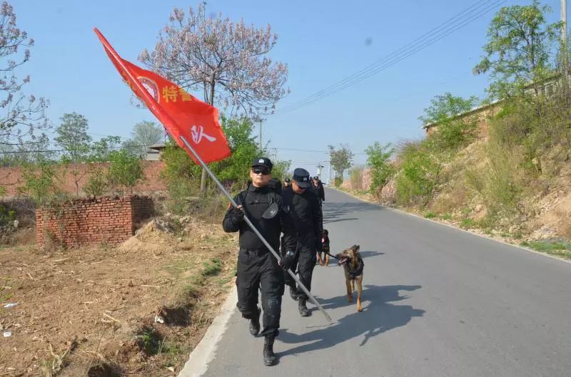 德州警犬训练视频,带大家认识警犬养成记