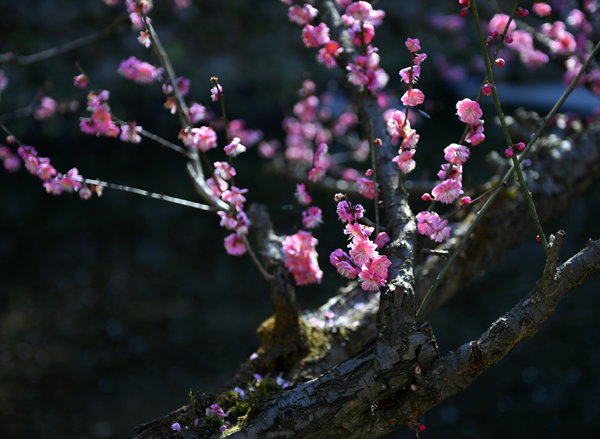 岁寒三友诗句松竹梅,关于梅兰竹菊和岁寒三友的诗句