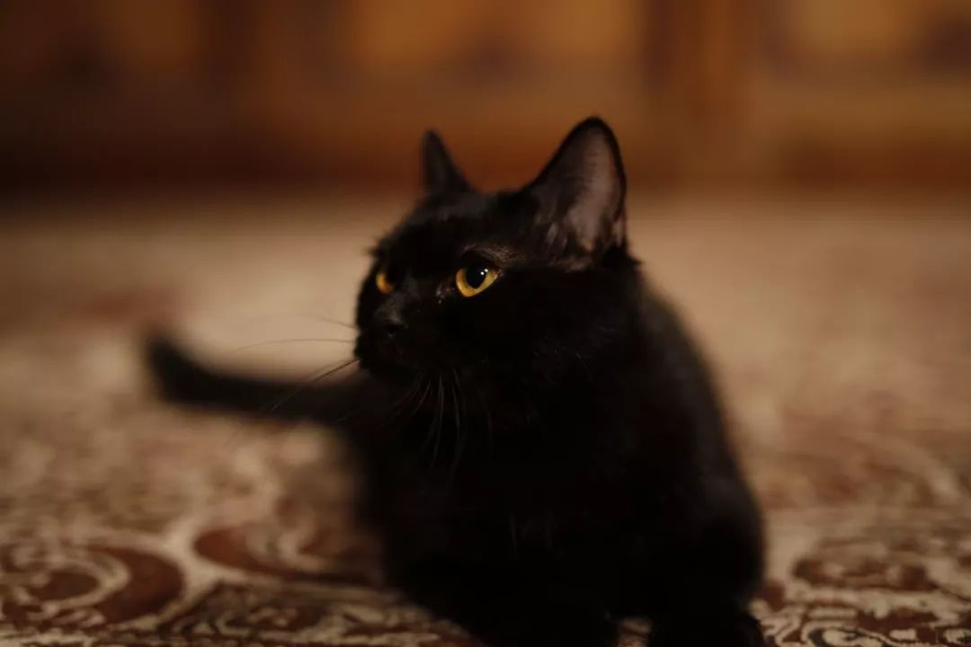 中国撸猫史,中国撸猫图片