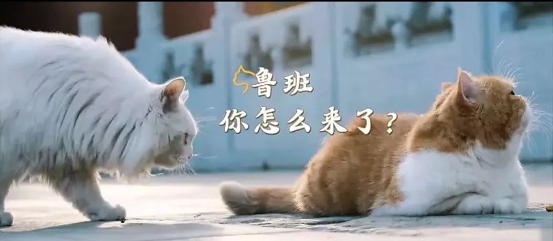 中国撸猫史,中国撸猫图片