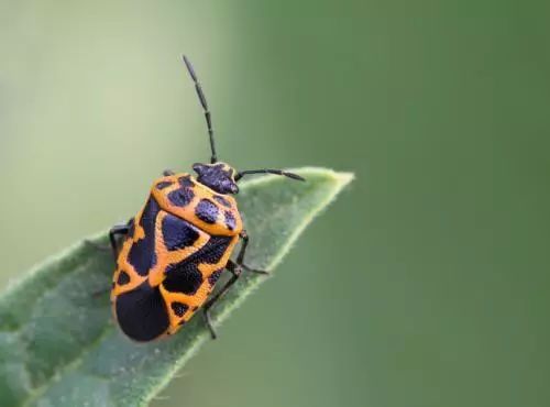 8种农药防治蔬菜害虫的药效试验,蔬菜害虫最佳防治方法