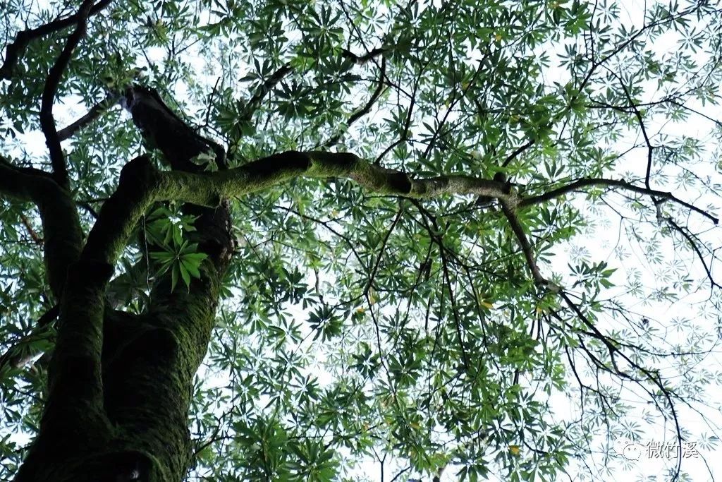 喜讯！竹溪再添“国字号”金字招牌，全省仅4个、十堰唯一！