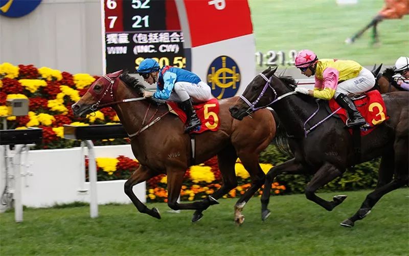 港女有话说|赛马、舞狮、逛年宵市场……春节假期到香港玩点啥?