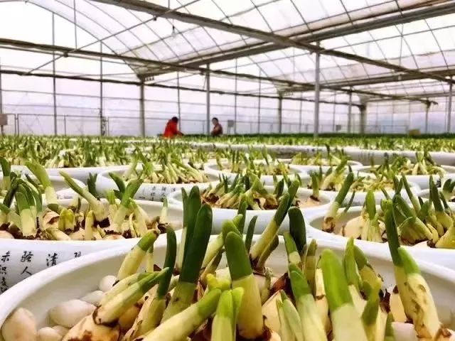 沪郊冬魅｜寒冬岁杪，清供一盆馨香，又到一年水仙时