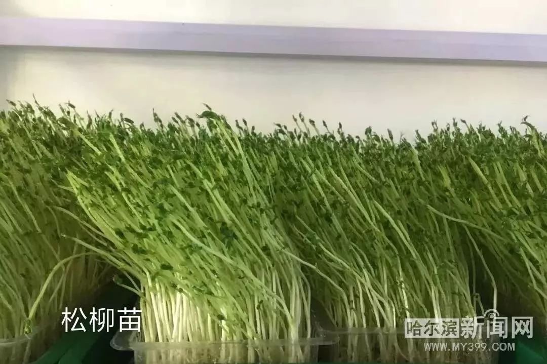 冰城新型芽苗菜,花生芽萝卜苗豌豆苗成餐桌新宠