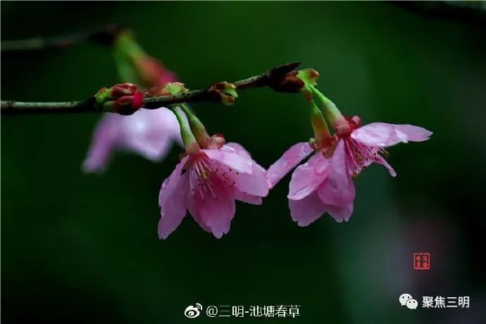 福建三明看樱花的地方,三明樱花在哪里