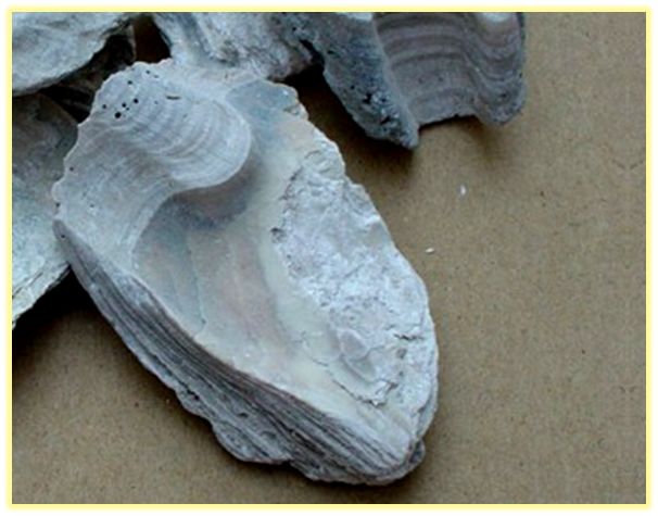 中药知识必学竹茹,中药牡蛎图片功效