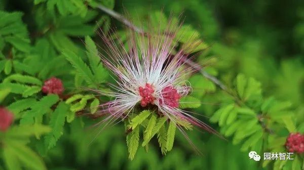 合家欢乐｜*欢合**、珍珠金*欢合**、香水*欢合**