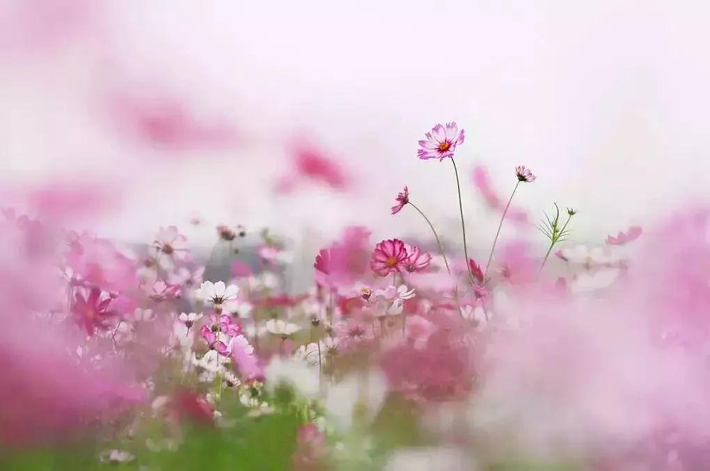 中山免费公园一览表,中山最美的免费公园