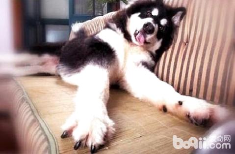 狗剪指甲剪到血线怎么办,如何给狗狗剪指甲看血线