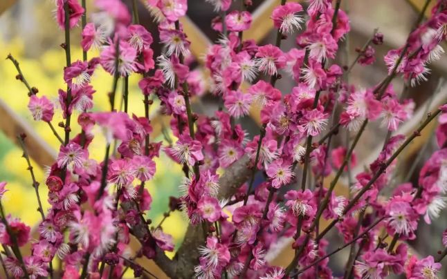 春节假期没嗨够怎么办?又一大波美轮美奂的景点等着你!乘公交直达